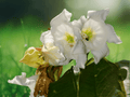 5 Seeds Beaumontia grandiflora White Easter Lily Vine Tropical Climber