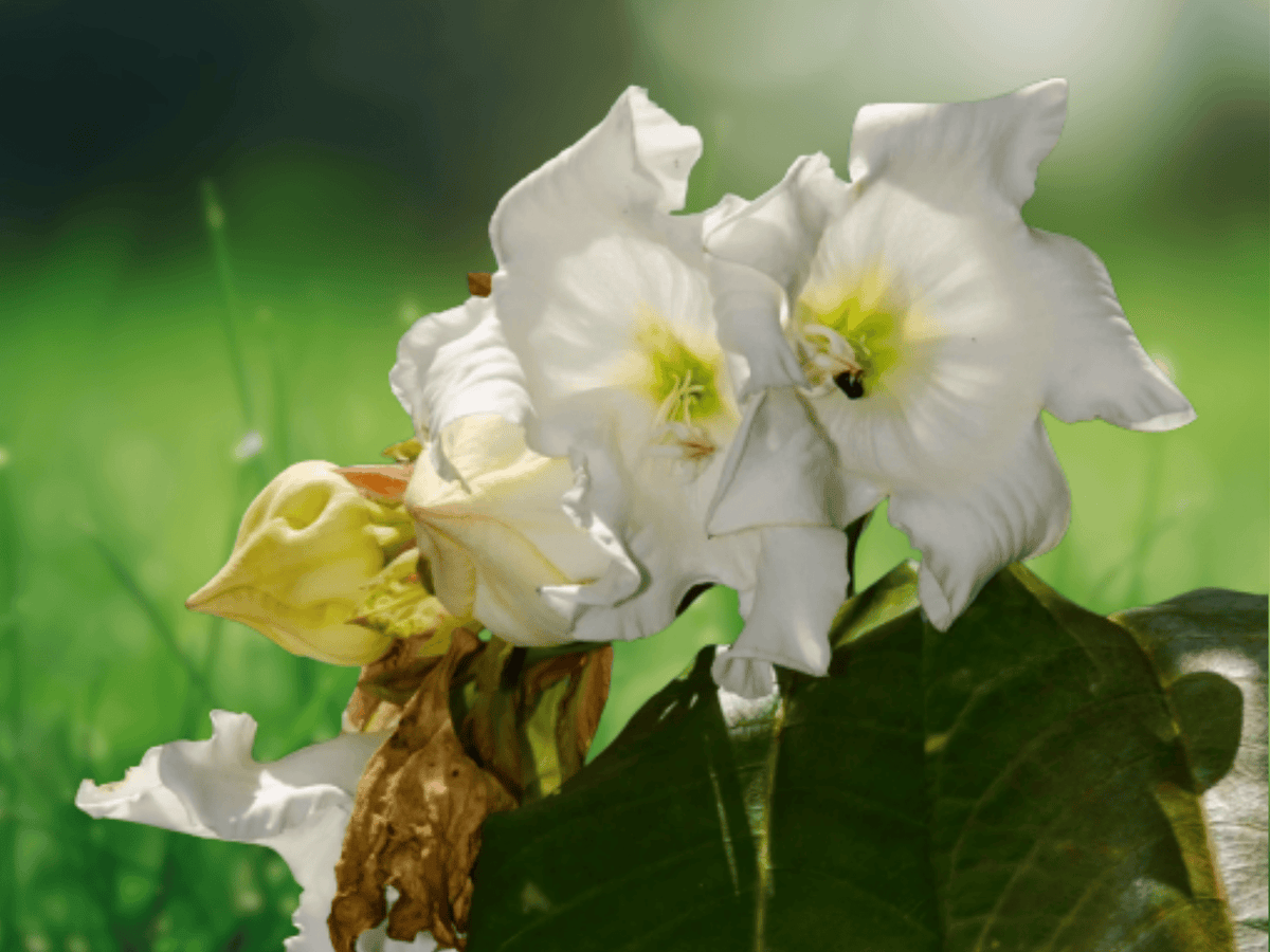 5 Seeds Beaumontia grandiflora White Easter Lily Vine Tropical Climber