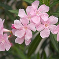 Pink Oleander Seeds - Nerium Oleander - Exotic Garden Tree Seeds - 60 Pack for Landscaping and Garden Use