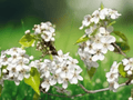 5 Seeds Pyrus calleryana Flowering Pear Tree Ornamental Landscape Tree