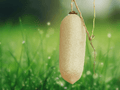 5 Seeds Kigelia pinnata (Sausage Tree) – Tropical Flowering Tree