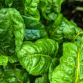 Swiss Chard Seeds 500+ Non-GMO Organic Heirloom Perpetual Beta vulgaris subsp. cicla Vegetable Gardening