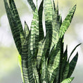 Sansevieria Wintergreen Snake Plant 3 Gallon Pot - Sansevieria trifasciata 'Wintergreen' - Hardy Air Purifying Indoor Plant
