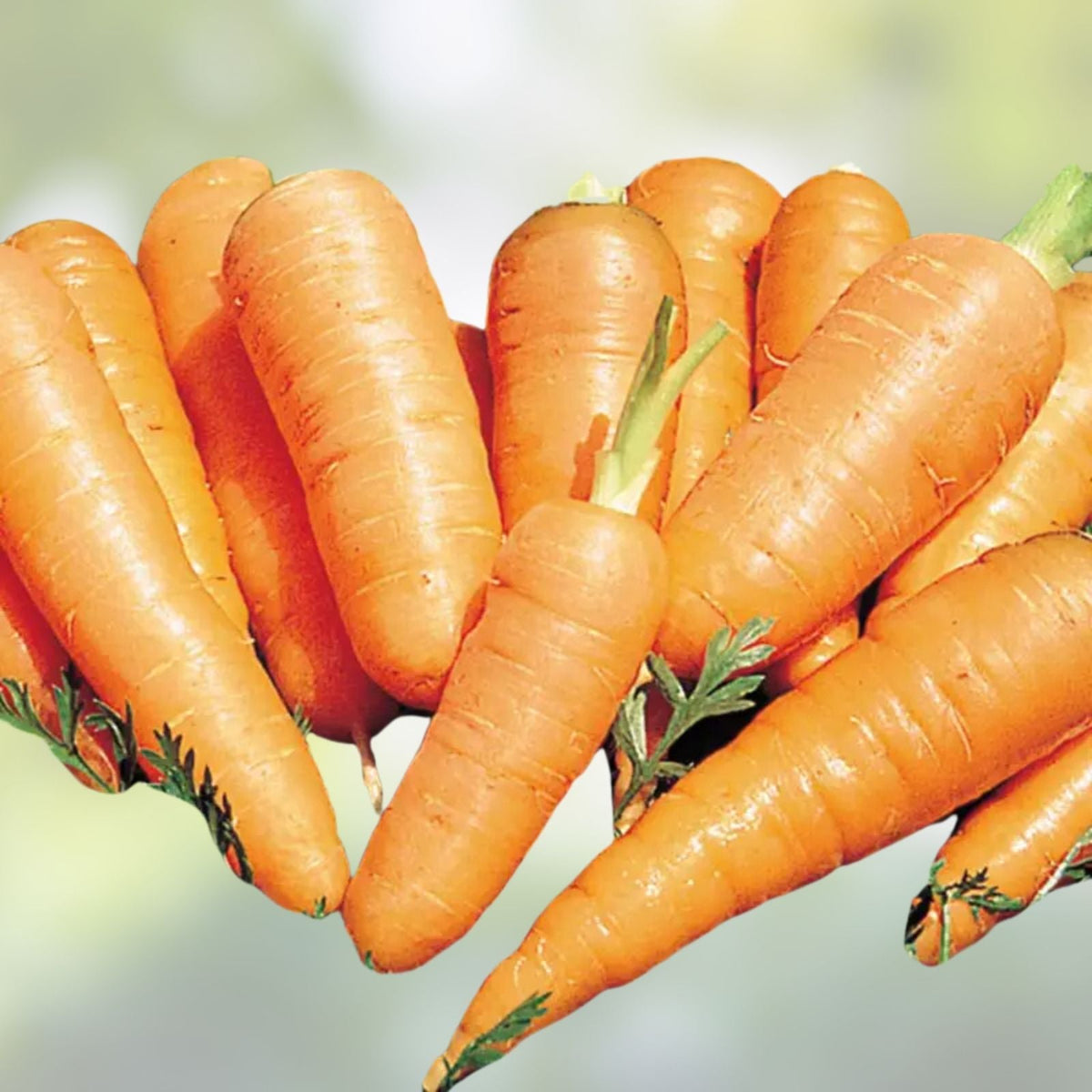 Carrot Seeds 50+ Heirloom Danvers Half Long Tasty Salad Variety Daucus carota