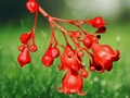 5 Seeds Brachychiton acerifolius Australian Flame Tree