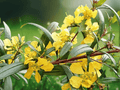 10 Seeds Heimia salicifolia Sun Opener Shrub