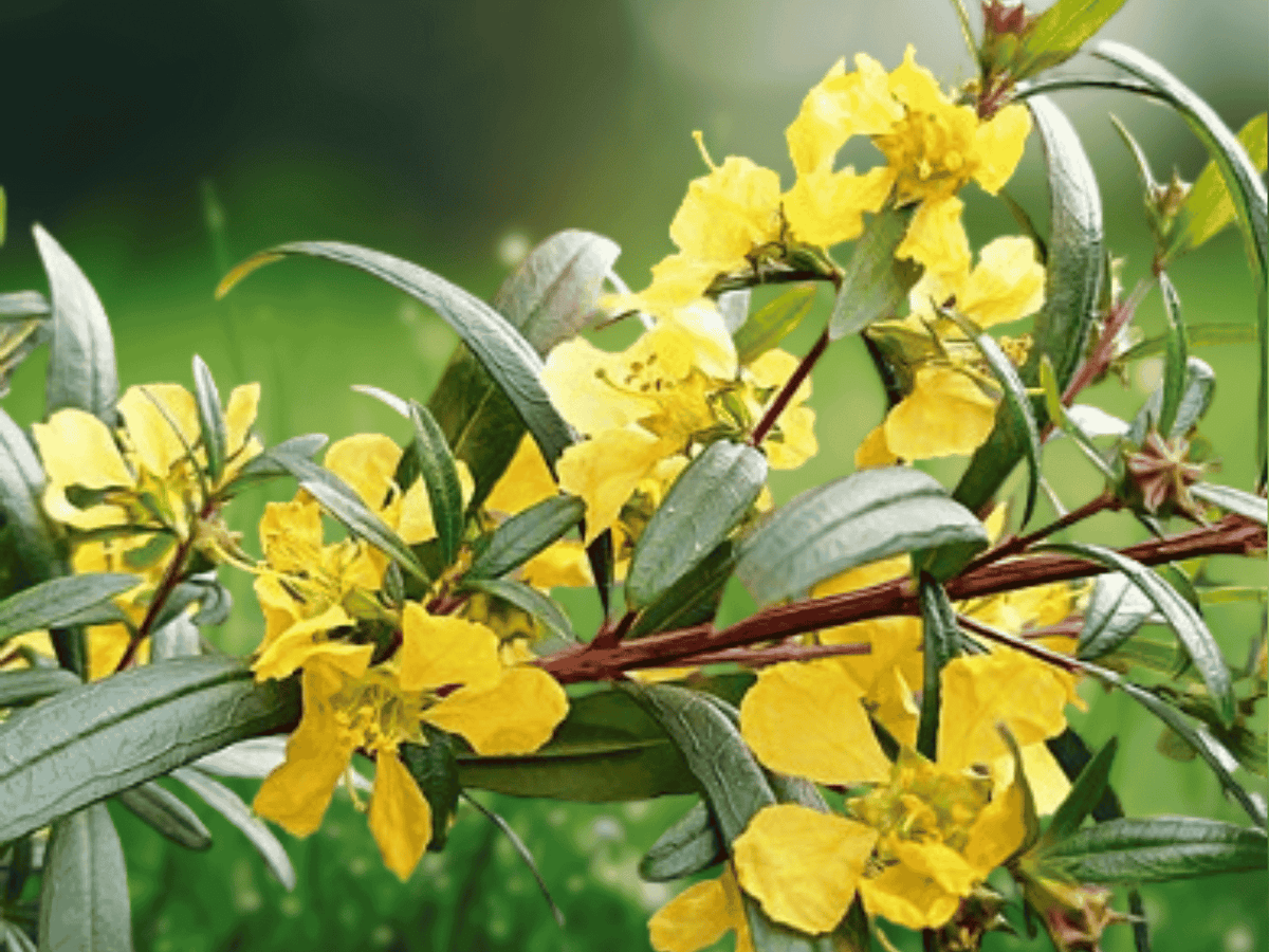 10 Seeds Heimia salicifolia Sun Opener Shrub