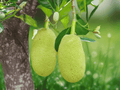 1 Live Plant Jackfruit Seedling Rooted Artocarpus heterophyllus Tropical Fruit Tree