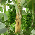 Wild Banana Tree Seeds - 10 Seeds - Musa acuminata - Perfect for Planting and Growing Your Own Banana Plants