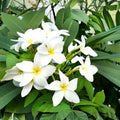 Live Plumeria Cutting - Yellow Tropical Fragrant Flowering Plant - Plumeria spp.