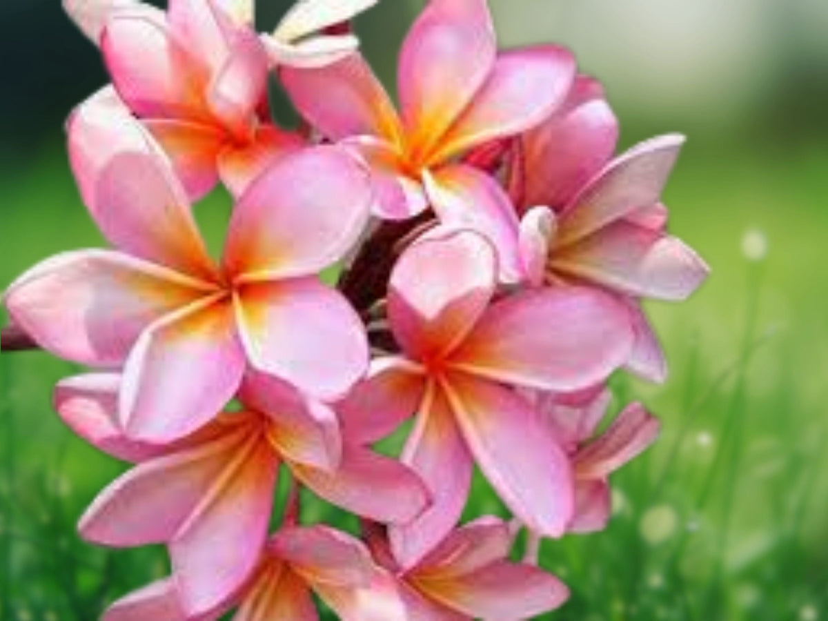 5 Pale Pink Plumeria Seeds Fragrant Tropical Flower Tree Frangipani Easy Grow Exotic Bloom Variety for Patio Garden or Landscape