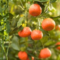 Dancy Tangerine Tree - Grafted Live Plant with Pot and Soil - Citrus reticulata - Ideal for Home Garden - 3ft