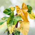 Philodendron Strawberry Shake 6" Pot - Colorful Variegated Foliage, Rare Houseplant, Philodendron strain, Heart-Shaped Leaves
