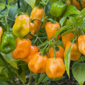 Habanero Chile Pepper Seeds - 20+ Heirloom Seeds - Spicy Flavor for Cooking and Fresh Use - Capsicum chinense