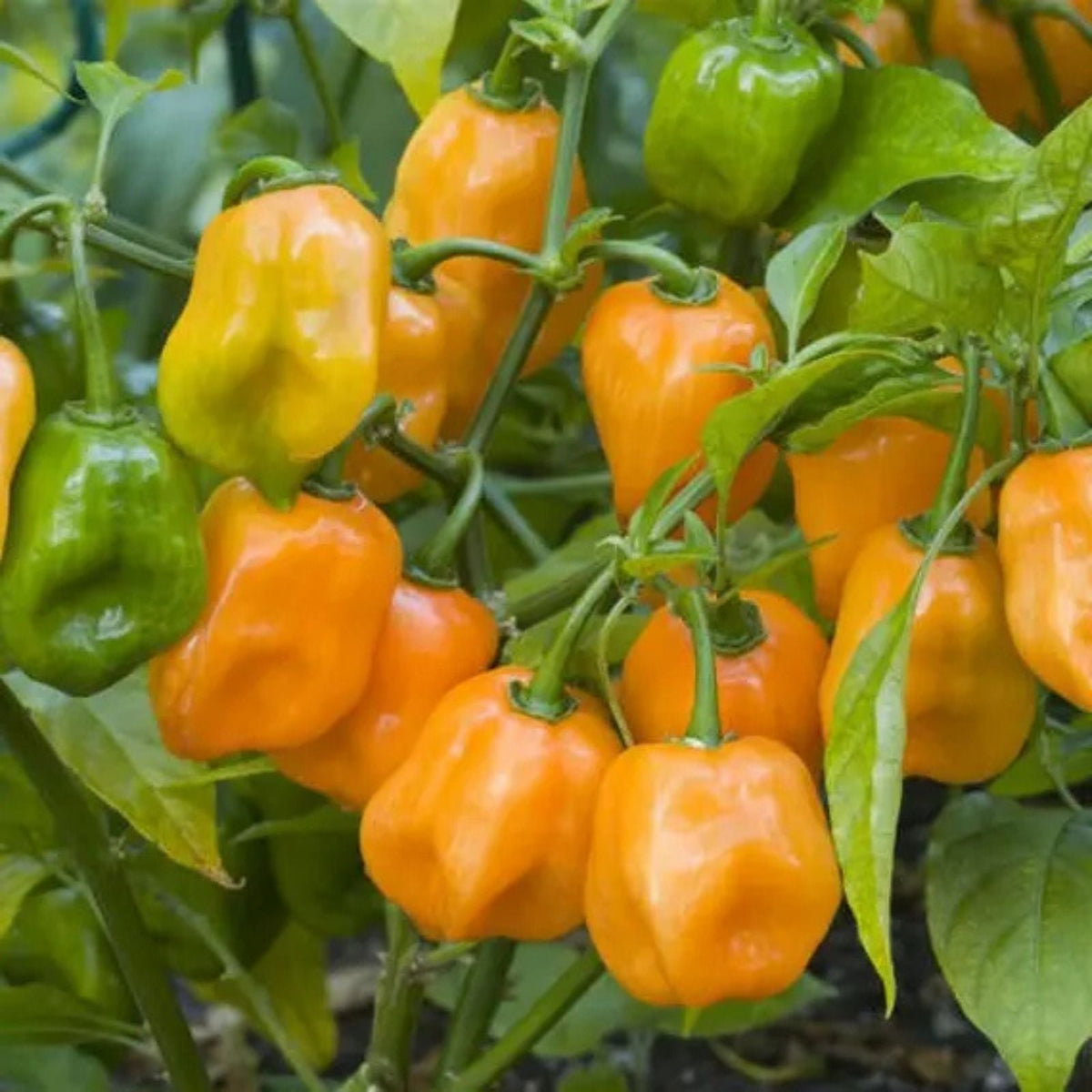 Habanero Chile Pepper Seeds - 20+ Heirloom Seeds - Spicy Flavor for Cooking and Fresh Use - Capsicum chinense