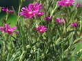 10 Seeds Delosperma lydenbergense Ice Plant Hardy Succulent Groundcover