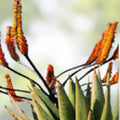 Aloe Spectabilis Seeds 30 Pack - Succulent Seeds for Planting - Rare Aloe Variety - Aloe spectabilis