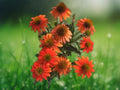 50 Seeds Adobe Orange Coneflower Echinacea Perennial Bright Orange Blooms Hardy Pollinator Flower Easy Grow Drought Tolerant Garden Plant