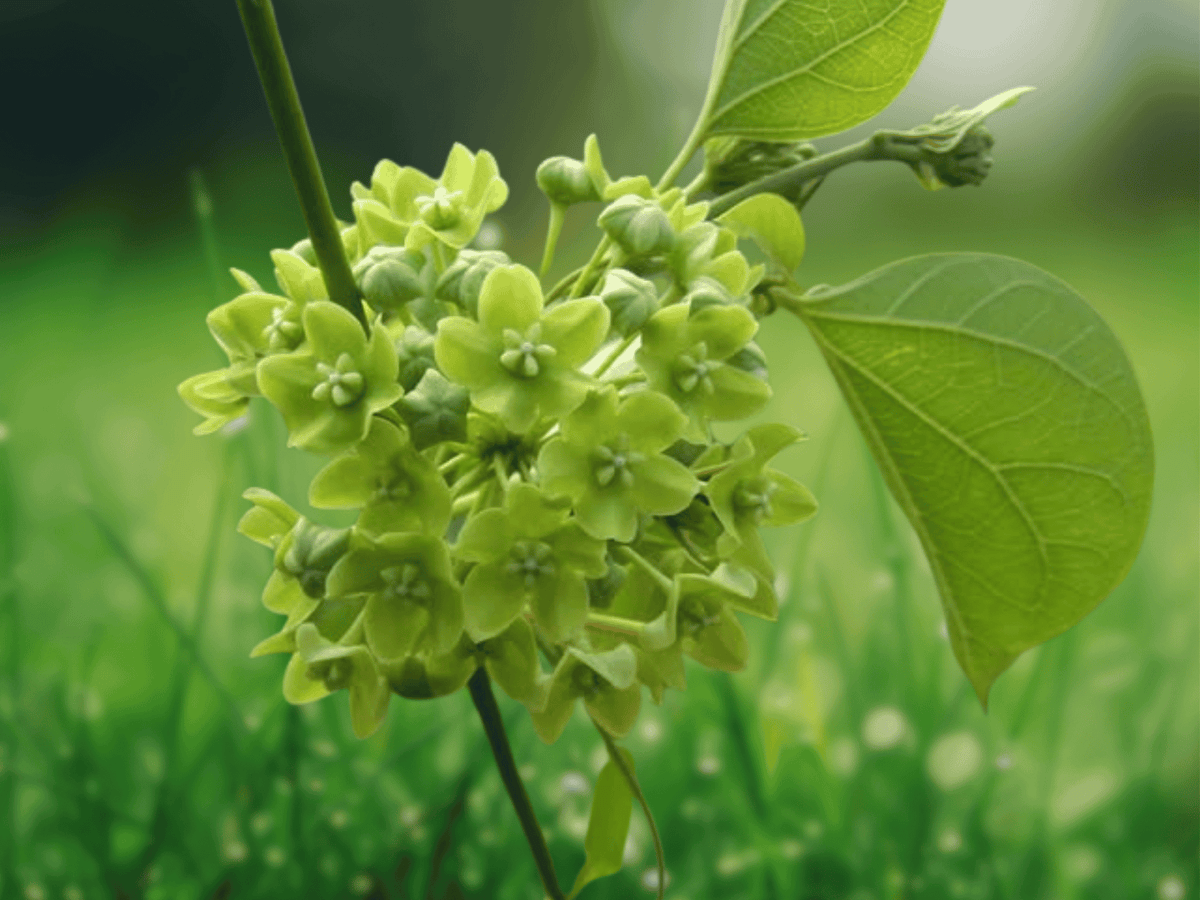 5 Seeds False Hoya Vine Dregea volubilis Climbing Flower Plant