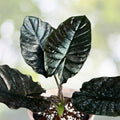 Alocasia Plant 6" Pot Black Panther 'Kapit' Dark Metallic Leaves Alocasia infernalis Rare Jewel Houseplant