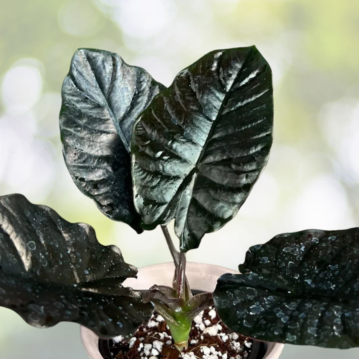 Alocasia Plant 6" Pot Black Panther 'Kapit' Dark Metallic Leaves Alocasia infernalis Rare Jewel Houseplant