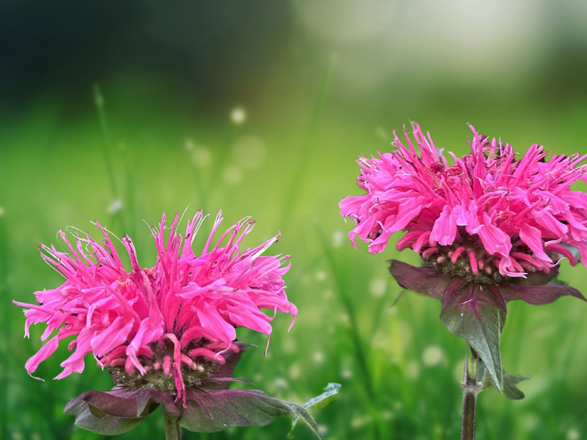 100 Seeds Rose Bee Balm Monarda Didyma Perennial Fragrant Pink Blooms Attract Bees Hummingbirds Butterfly Garden Easy Grow