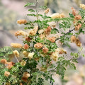 Catclaw Acacia Seeds 20+ | Drought-Tolerant Native Plant | Senegalia greggii | Xeriscape Suitable, Acacia greggii Seeds