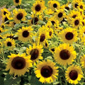 Dwarf Sunspot Sunflower Seeds - 50 Count - Exotic Flower Seeds - Helianthus annuus
