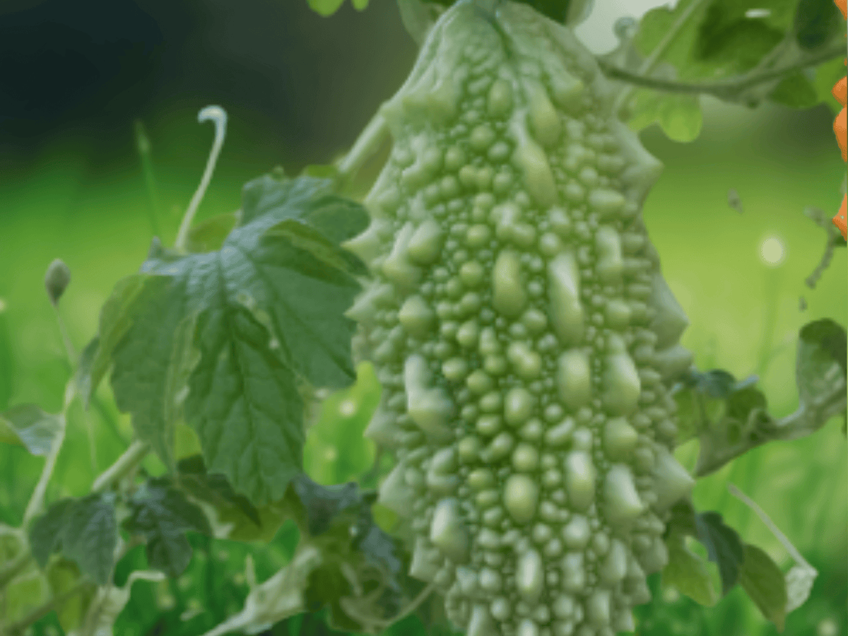 5 Seeds Momordica subangulata Bitter Melon Vine Edible Climbing Plant