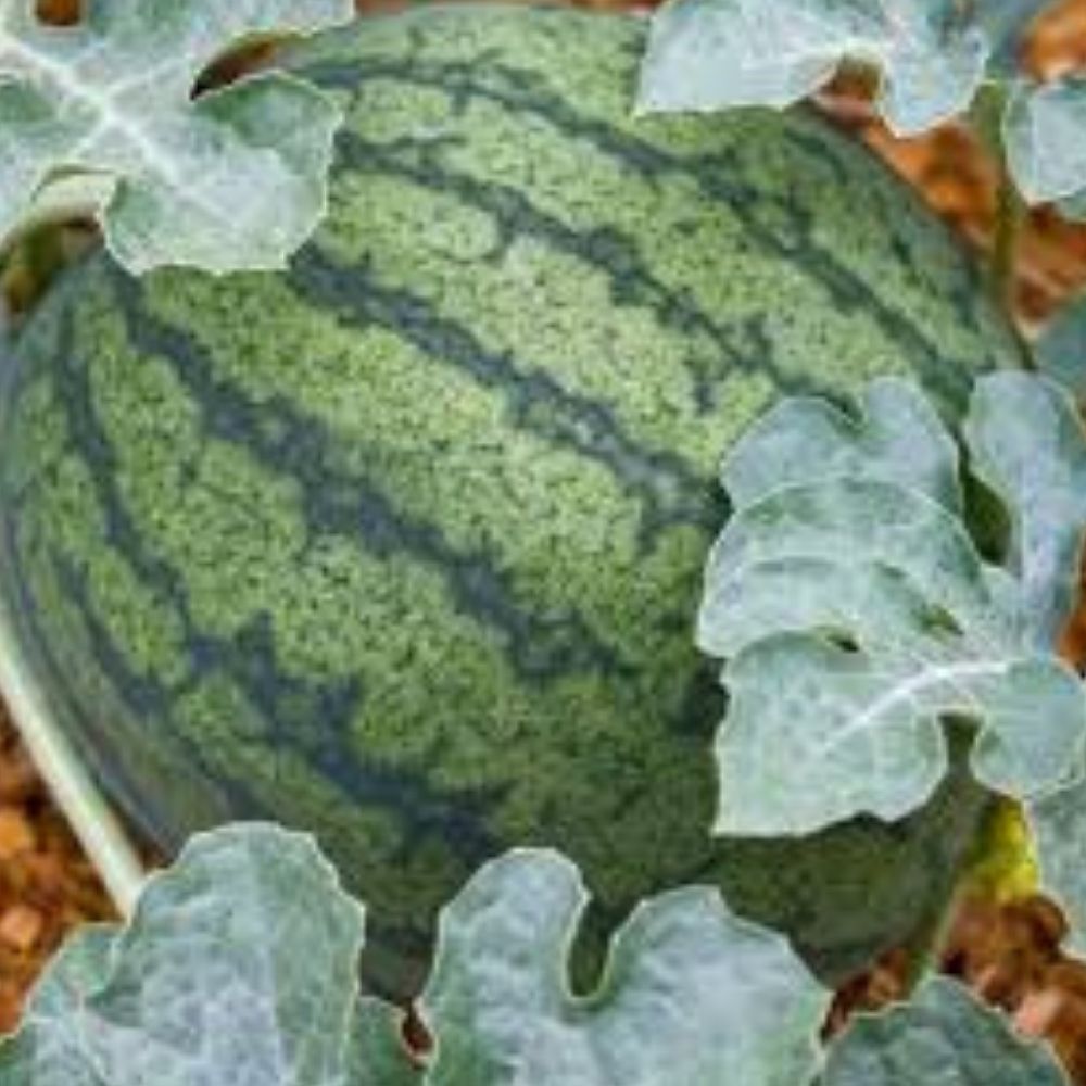 Organic Sugar Baby Watermelon Seeds 50 Pack Non-GMO Heirloom USA Grown Citrullus lanatus