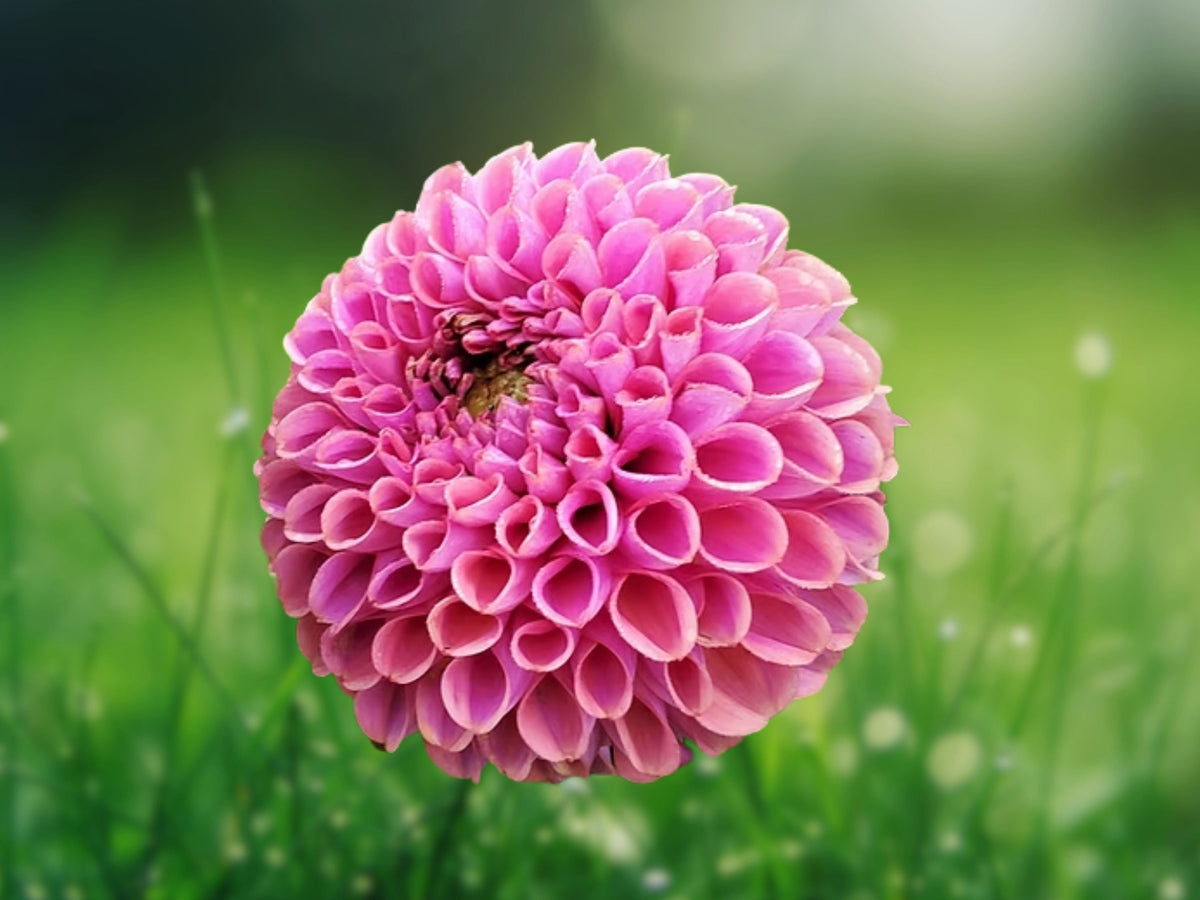 25 Seeds Sabrina Dahlia Pinnata White Pink Bi-Color Hardy Perennial Ornamental