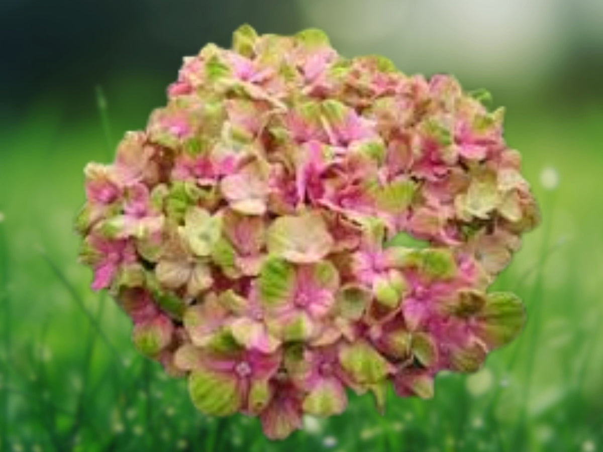 5 Seeds Amethyst Hydrangea Perennial Shrub Purple Violet Blooms Hardy Ornamental Garden Patio Container Plant