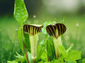 5 Bare Roots Jack In the Pulpit Arisaema triphyllum Woodland Native Shade Perennial