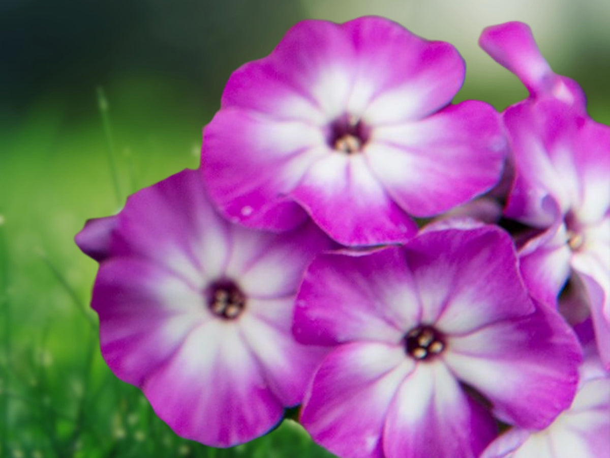 50 Seeds Cover Girl Phlox Annual - Pink & White Bicolor, Easy-Grow Garden Flower for Borders & Beds