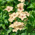 Phlox Seeds 125 Count Creme Brulee Annual Flower Seeds Phlox paniculata Vibrant Garden Blooms