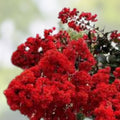5 Red Crepe Myrtle Cuttings Lagerstroemia indica 4-6 Inches For Propagation
