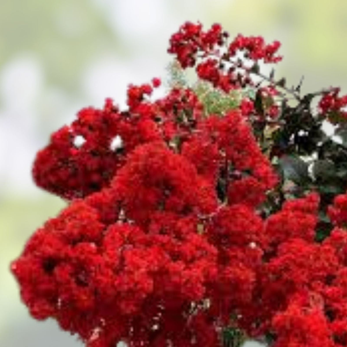 5 Red Crepe Myrtle Cuttings Lagerstroemia indica 4-6 Inches For Propagation