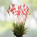 Red Yucca Seeds 20+ Hesperaloe parviflora Hummingbird & Butterfly Attracting Plant Seeds
