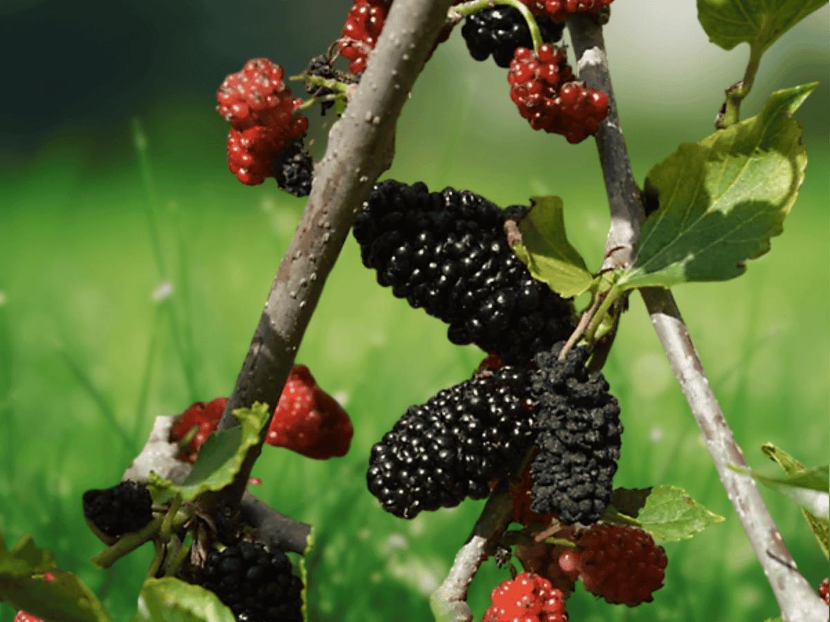 10 Live Plant Dwarf Mojo Berry Mulberry Morus rotundiloba Compact Ornamental Fruiting Starter Plant