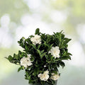 Heirloom Gardenia Bush 1ft Live Plant, White Cape Jasmine, Gardenia Jasminoides, Fragrant Flowers, Bare Root