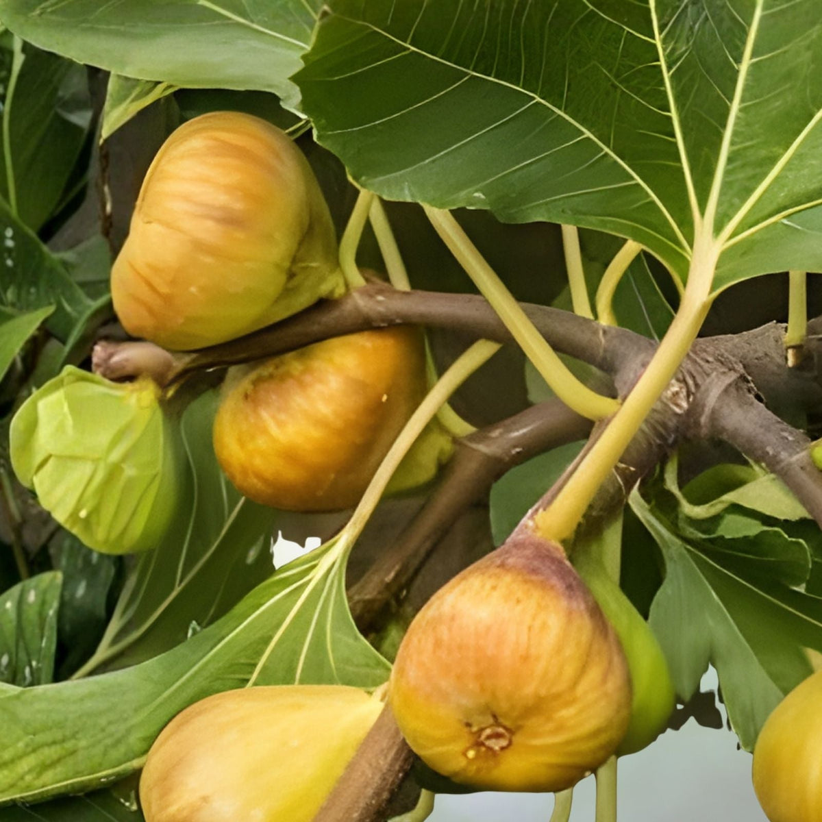 Fresh Fig Tree Cuttings - Organic Varieties Available - Ficus carica - Choose Your Favorite Flavor