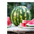 Fruit and Vegetable Garden Seed Kit | 50+ Seeds Watermelon, Cantaloupe, Tomato | Heirloom Varieties