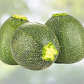Heirloom Zucchini Seeds 500+ Non-GMO Long Dark Green Squash Cucurbita pepo for Gardening, Vegetables, Organic Farming