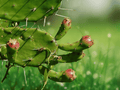 1 Live Cutting Prickly Pear Cactus Opuntia monacantha Easy to Grow Succulent