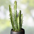Jesus Cutting Plant 1 Piece, Not Rooted, Indoor Houseplant, Propagation, Euphorbia trigona