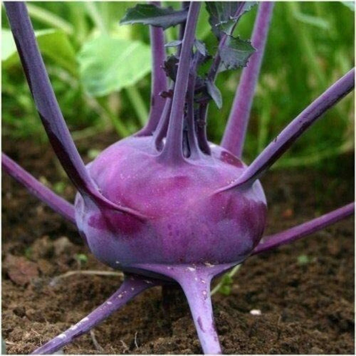 Purple Vienna Kohlrabi Seeds - 100 Count, Exotic Garden Vegetable, Brassica oleracea var. gongylodes, Edible Root, Organic Gardening
