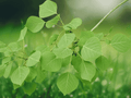 1 Live Plant Quaking Aspen Tree 24 Inch Tall 2 Year Old Populus tremuloides