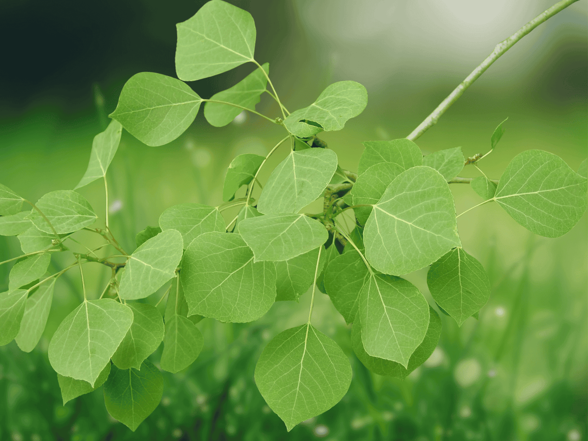 1 Live Plant Quaking Aspen Tree 24 Inch Tall 2 Year Old Populus tremuloides