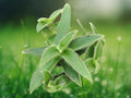 1 Live Plant Tradescantia somaliensis Kitten's Ears Fuzzy Trailing Starter 2.5" Pot for Indoor Patio Décor