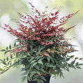 Nandina Domestica Live Plants 3-Pack - 3"-6" Heavenly Bamboo Shrub Seedlings (Nandina Domestica)